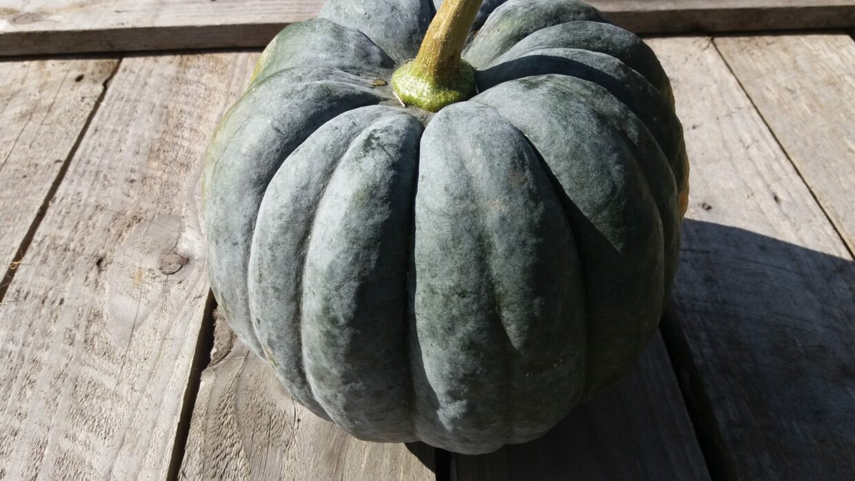 Organic Squash