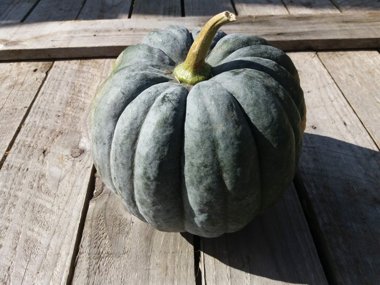 Organic Squash