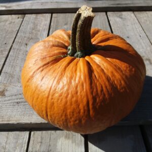 10kg Bag of Small Sugar Pumpkins