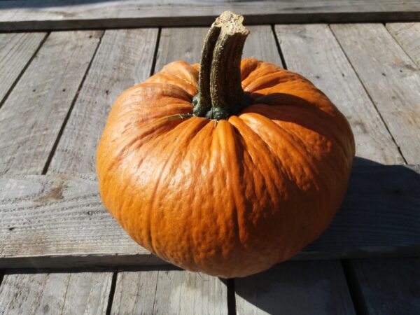 10kg Bag of Small Sugar Pumpkins