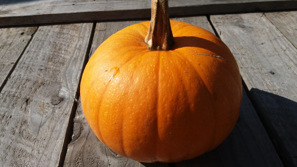 Organic Pumpkins