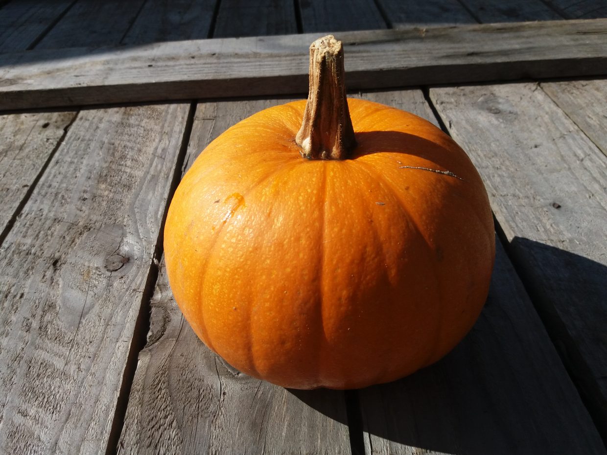 Organic Pumpkins