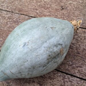 10kg Blue Ballet Squash