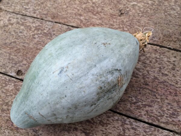 10kg Blue Ballet Squash