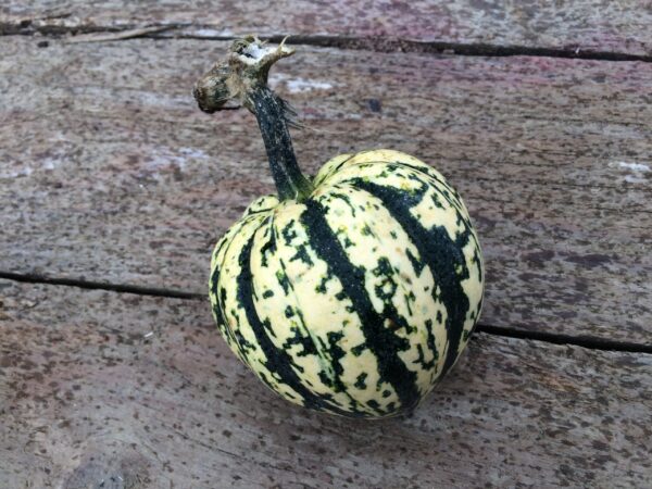 10kg Celebration Squash