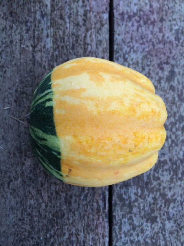 10kg Celebration Squash - Image 4