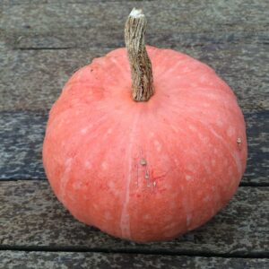 10kg Knife River Squash