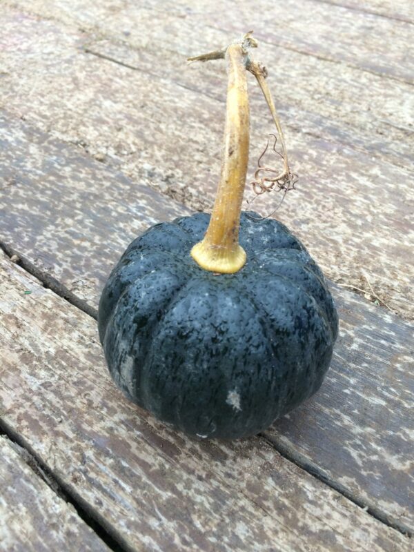 10kg Mix Squash - Image 2