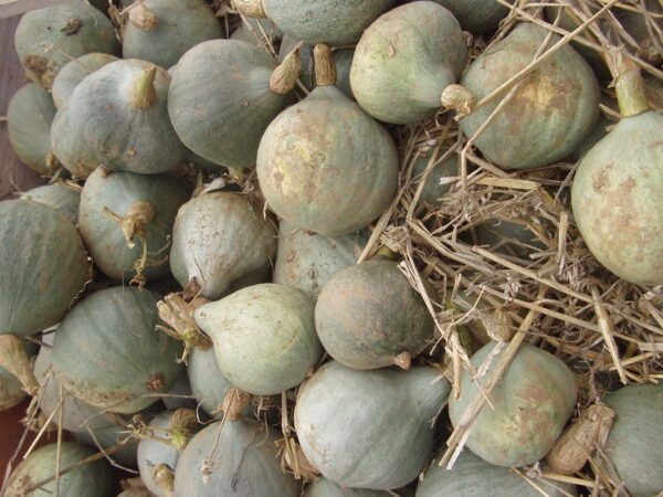 10kg Blue Ballet Squash - Image 2