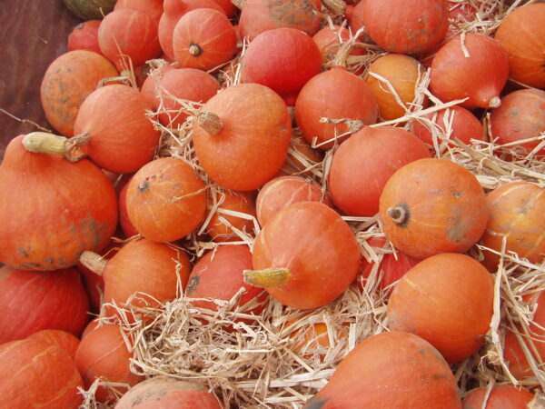 10kg Knife River Squash - Image 2
