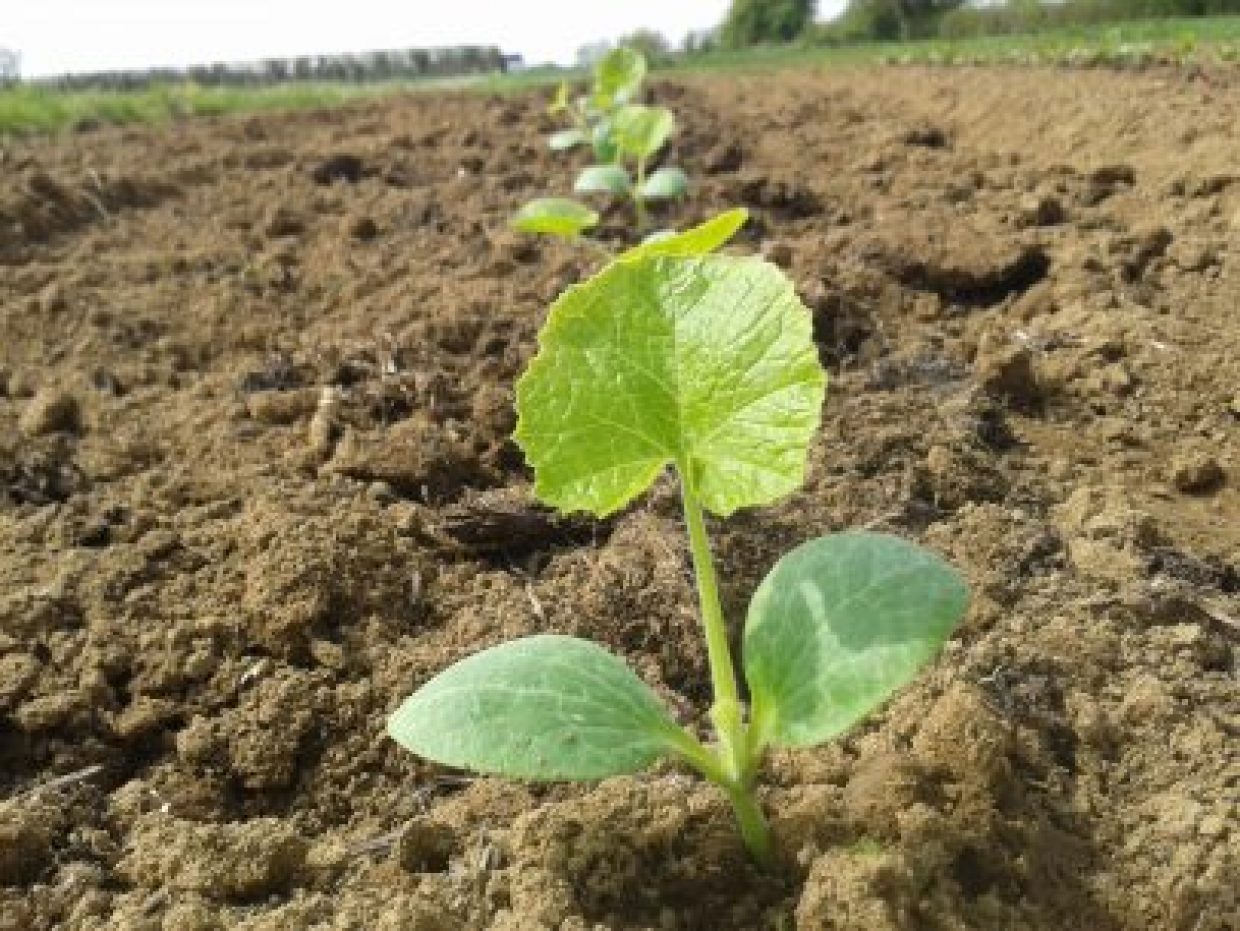 Organic Growing