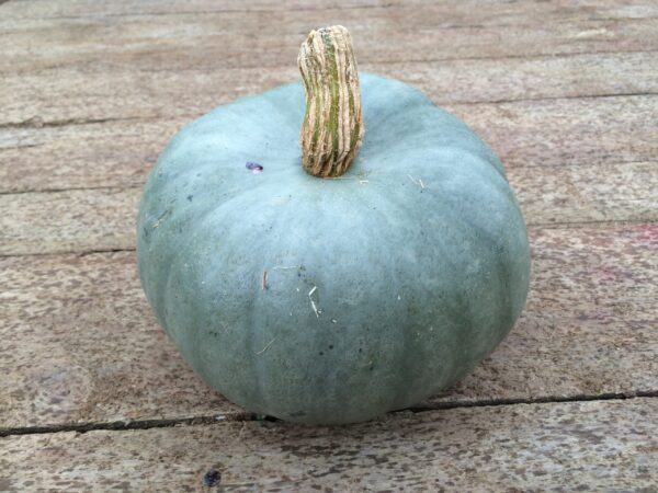 10kg Mix Squash - Image 5