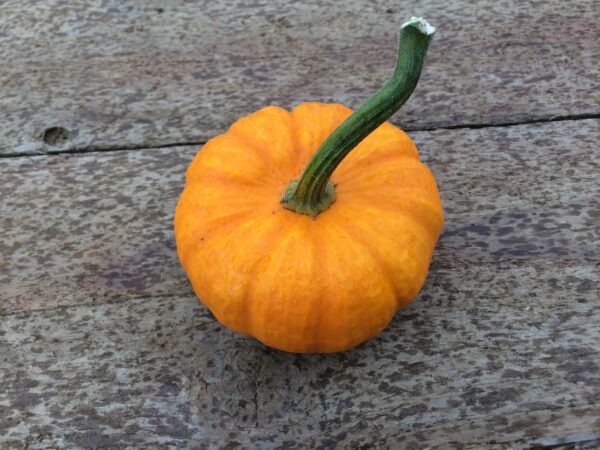 10kg Mix Squash - Image 9