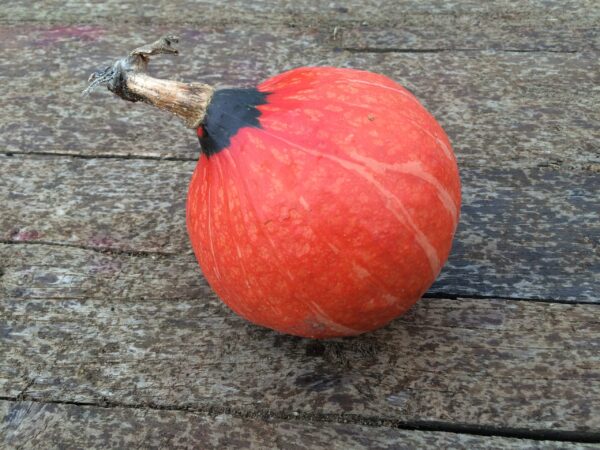 10kg Mix Squash - Image 7