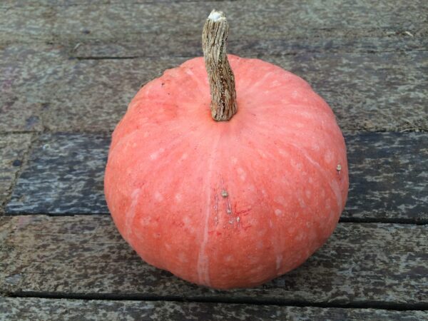 10kg Mix Squash - Image 6