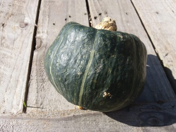 10kg Buttercup Squash