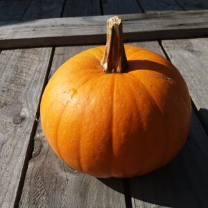 10kg Carving Pumpkin Medium/small 4 – 8 inches diameter