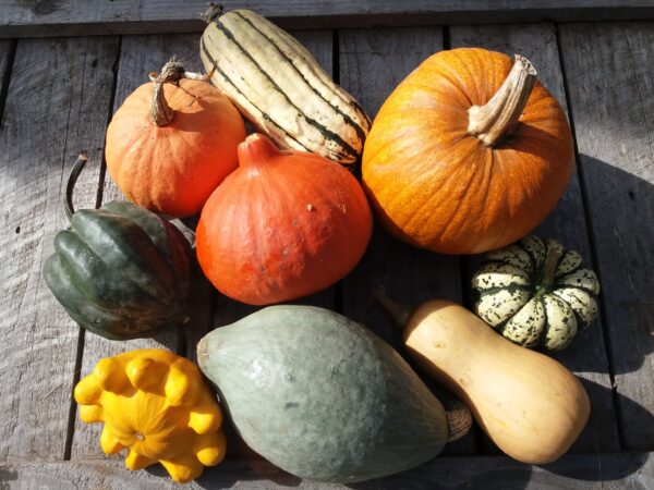 10kg Mix Squash - Image 4
