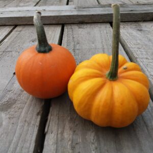 24 Tiny Pumpkins