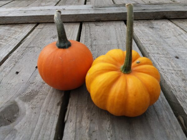 24 Tiny Pumpkins