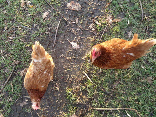 1/2 Dozen Organic Eggs - Image 3