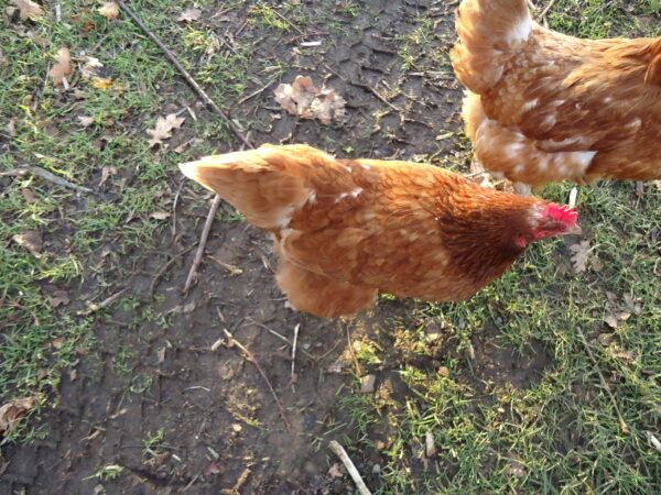 1/2 Dozen Organic Eggs - Image 4