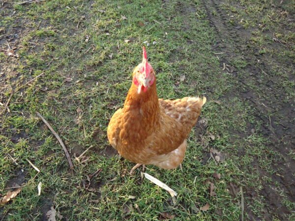 1/2 Dozen Organic Eggs - Image 5