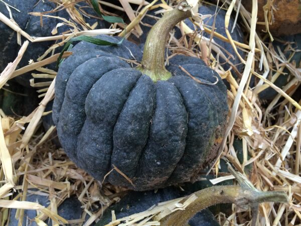10kg Black Futsu - Image 2