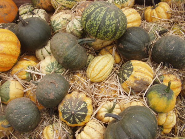 10kg Mix Squash - Image 3